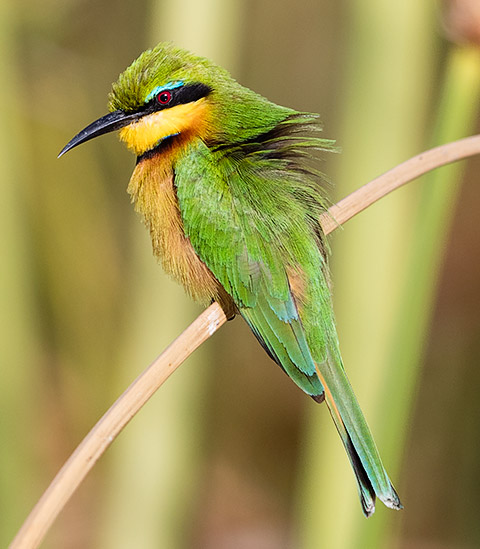 Little Bee-eater